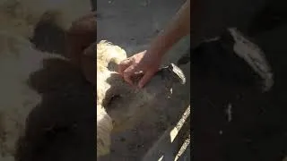 Miniature : خنزيره و خروف ينجبان خنزروف