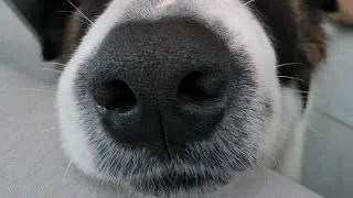 Miniature : comme ça pas de jaloux mon chien chien aussi a sa vidéo