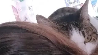 Miniature : Mon chat est la star