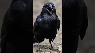 Miniature : [IA] Le corbeau qui parle