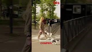 Miniature : Il aboyait sur tout. Elle n'a jamais abandonné  l Liés