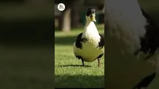 Miniature : Canard Mulard : Le CROISEMENT maître Barbarie et Pékin pour la viande 🦆📈