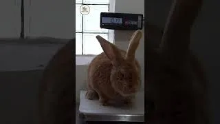 Miniature : 10 KG de viande maigre ! Élevage du Lapin Géant des Flandres