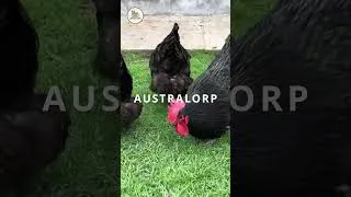 Miniature : AUSTRALORP vs GÉANTE DE JERSEY : Quelle est la meilleure race ? #poules #ferme