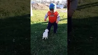 Miniature : Réunion CHIOT MIGNON FUNNY bébé pour la première fois