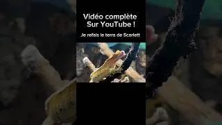 Miniature : Je refais le terra de Scarlett mon gecko à crête ! Vidéo complète sur la chaîne #animood