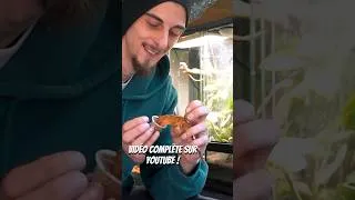 Miniature : Je nourris tous mes animaux ! Vidéo complète sur YouTube ! #animood