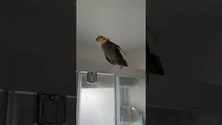 Miniature : POV: Quand Cali m’accompagne dans la douche et kiff la musique ! #calopsitte #oiseaux