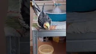 Miniature : Je donne la douche à Cali ! Mon Calopsitte ! 😁