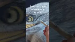 Miniature : La tête d'un aigle au pastel sec