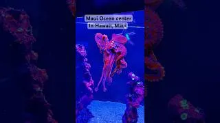 Miniature : Maui Ocean center in Hawaï #travel #Maui #Hawaii #aquarium