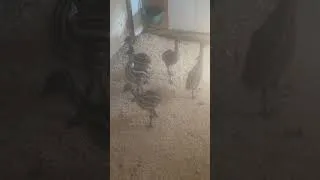 Miniature : Les tits poussins
