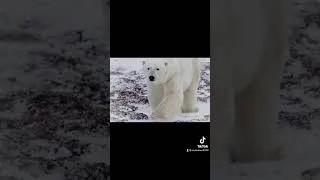 Miniature : Aujourd’hui, c’est la journée internationale des ours polaires !