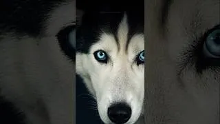 Miniature : J’ai vu dans ses yeux un souvenir jamais vécu. 🐺💙