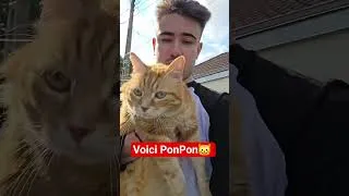 Miniature : voici ponpon le chat 🐱