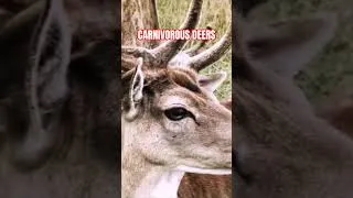 Miniature : Carnivorous Deers