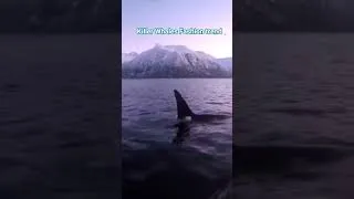 Miniature : Killer whales fashion trend #weird #killerwhale #dolphintrend