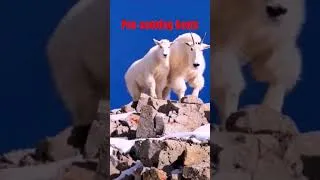 Miniature : Pee-seeking goats