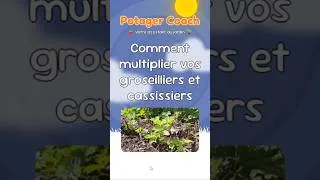 Miniature : Multipliez gratuitement vos groseilliers et cassissiers