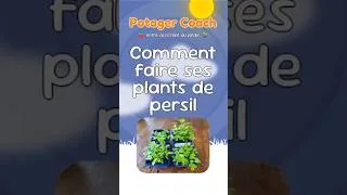 Miniature : Comment faire ses plants de persil