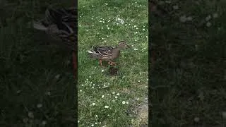 Miniature : Canard
