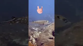 Miniature : Raie Aigle - eagle ray Koh Tao