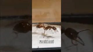 Miniature : Une fourmi incroyable : 3ème tentative, elle est UNIQUE !