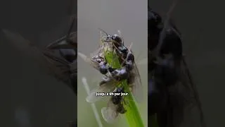 Miniature : Est-ce que les fourmis dorment ?