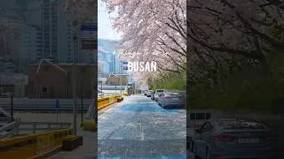 Miniature : 6 Endroits à Visiter à Busan ! 🌊🇰🇷 #corée #coréedusud #busan