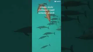 Miniature : Switch hapiness ON 🔋🔋 #natation #swimming #dauphins #egypt