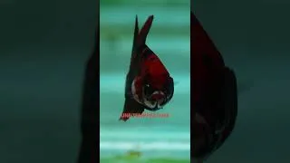 Miniature : Betta : stop aux erreurs ! ⚠️