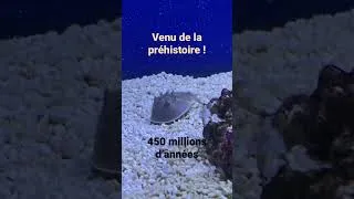 Miniature : La Limule, cet animal qui nous vient de la préhistoire. #prehistoric