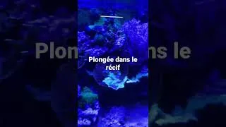 Miniature : Underwater #aquarium #marinefish