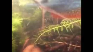 Miniature : Aquarium biotope Sud-Est asiatique