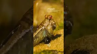 Miniature : Le Périophtalme : ce poisson qui vit hors de l'eau