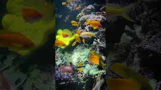 Miniature : IMMERSION : Couleurs de l'océan Pacifique
