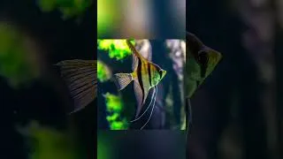 Miniature : LE SCALAIRE EN 1 MINUTE ! Tout ce qu'il faut savoir !