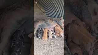 Miniature : Ils sont enfin là ! Naissance de nos porcelets Kune Kune 🐷