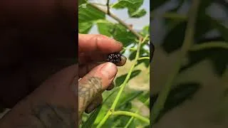 Miniature : Mûrier 'Illinois Everbearing' - Morus rubra
