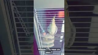 Miniature : Mitsou ? Tu veux un sous ?