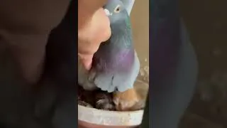 Miniature : غريزة ولا أقوى