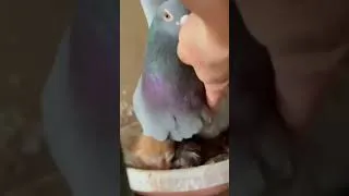 Miniature : غريزة الأمومة لا يعلى عليها