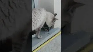 Miniature : Chat boire