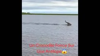 Miniature : Un Crocodile Fonce Sur Une Antilope