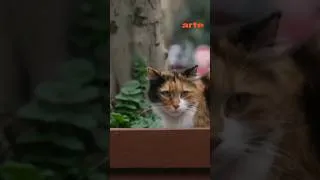 Miniature : Istanbul, le paradis des chats ? 🐈‍⬛🐾 #chats #arteévasion