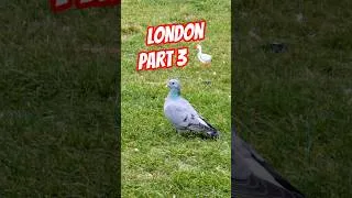 Miniature : Du Piaf en plein Londres 🪿 #oiseaux #safari #londres