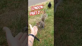 Miniature : Squirrel Kingdom 🐿️ #squirrel #london #ornithology #safari
