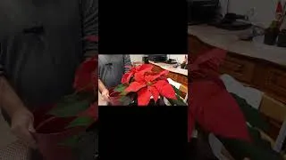Miniature : Le secret pour faire refleurir votre poinsettia chaque année 🌟