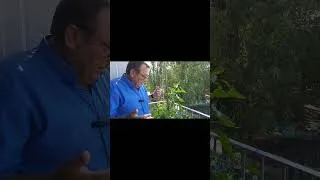 Miniature : Potager sur balcon: Poivron: Semis, arrosage, récolte plante annelle #jardin #garden #flowers