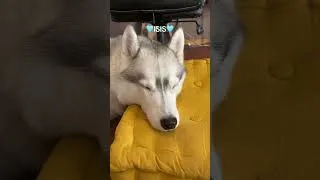 Miniature : 🩵🩵 ISIS 🩵🩵 #husky #dogsofinstagram #siberianhusky #dog #huskylove #huskylife #huskypuppy #puppy
